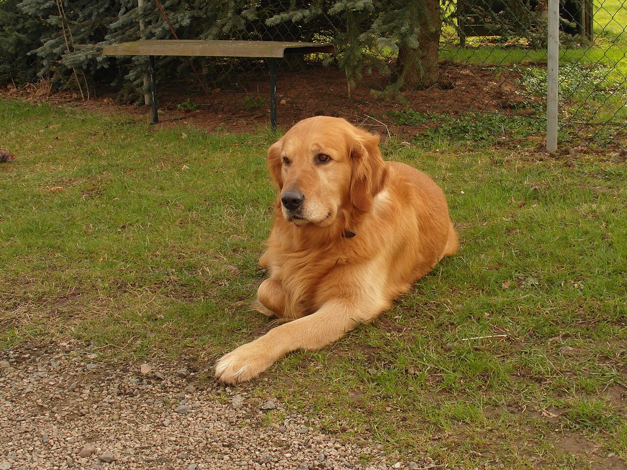 Golden retriever ligger i gräset och tittar lugnt mot kameran